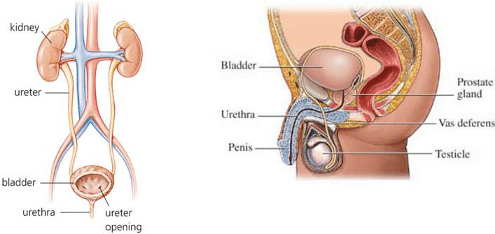 Male Urology Treatment